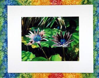 Moon Lilies - 8" 10" Photograph
