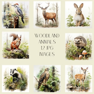 Animaux de la forêt, Clipart de la forêt, 12JPG, Images Clipart, Clipart faune britannique, Images numériques, téléchargements numériques, Clipart Animal