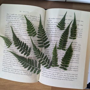 May include: Open book with pages displaying text, featuring several green fern fronds artfully arranged across the open pages. The ferns add a natural element to the literary setting, creating a visual contrast.
