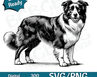 Puede incluir: Ilustración en blanco y negro de un Border Collie de líneas, de pie con la cabeza girada hacia un lado. El perro tiene el pecho y las patas blancas. La imagen está etiquetada como "Laser Ready", "300 DPI" y "SVG/PNG Commercial Use".