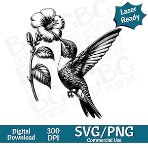Colibri buvant du nectar SVG PNG, illustration vectorielle, graveur laser, cnc, clipart, prêt pour le laser, planches à découper, cadeaux personnalisés