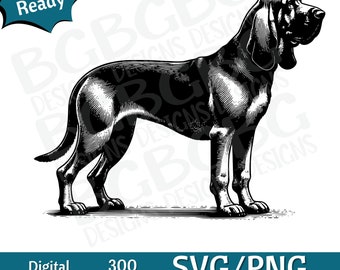 May include: Black and white illustration of a Bloodhound dog standing with its head turned to the right. The dog is facing the viewer. The illustration is in a vintage style.