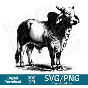 Brahman Stier SVG, Tier Clipart, süßes Tier, Bauernhof, Vektorgrafik, Lasergravur, 4-h, digitaler Download, Kuh svg, Bauernhof png