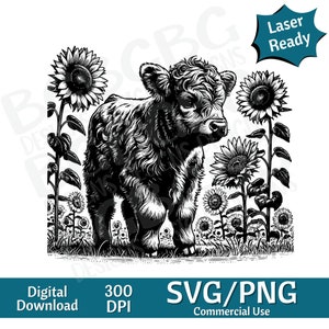 Bébé vache Highland avec tournesol SVG, SVG vache Highland, tête de vache SVG, tête de vache, visage de vache png, illustration vectorielle, graveur laser, cnc, clipart