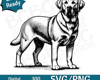 May include: Black and white line art illustration of a Labrador Retriever dog standing with its head held high. The dog is facing forward with its ears perked up. The image is suitable for use as a digital download for crafting projects.