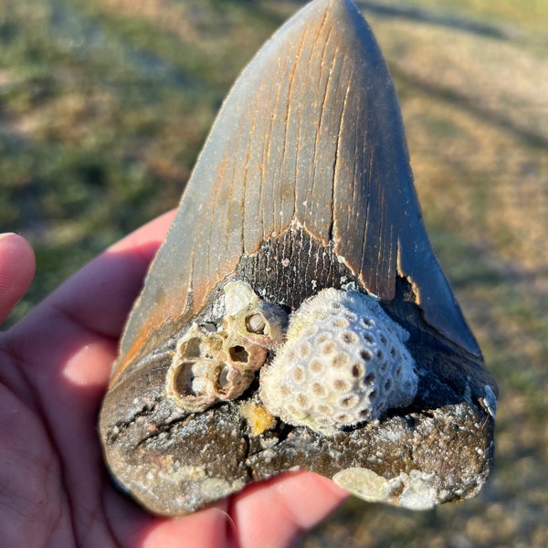 Rare Megalodon Tooth Fossil  with Coral - 5.25"