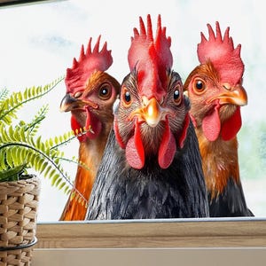 May include: Three chickens with red combs and wattles are looking through a window. The central chicken has black feathers, while the other two have brown and orange feathers. A woven basket with a green plant is in the foreground.