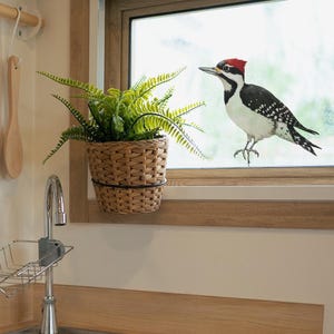 Realistic Woodpecker Window Decal – Bird Stickers – Nature Wall Art for Kitchen, Glass, Bathroom Decor image 2