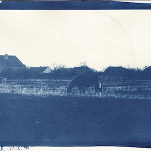 Pferd im Feld Cyanotypie. Original Cyanotypie Druck. Hergestellt aus einer analogen Fotografie. Einzigartig.