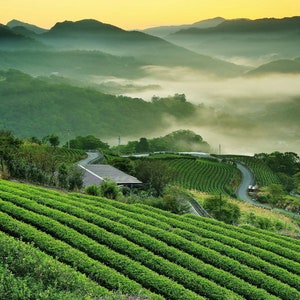 May include: A scenic view of a lush green tea plantation on a hillside with a winding road leading through the rows of tea plants. The background features rolling hills covered in mist and a bright, golden sunrise.