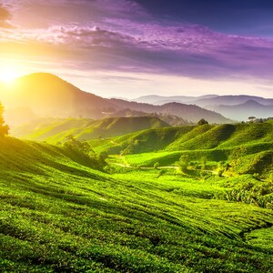 May include: A panoramic view of rolling green hills with a vibrant sunset in the background. The sun is shining brightly, casting a warm glow over the landscape. The hills are covered in lush green vegetation, creating a serene and peaceful atmosphere.