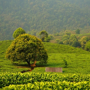 May include: A lush green tea plantation on a hillside, with rows of tea plants and a large tree in the foreground. A small wooden structure is visible. The background features a forested mountain range, creating a serene landscape.
