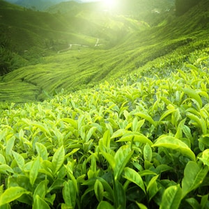 Long Jing / Dragon Well Premium Green Tea