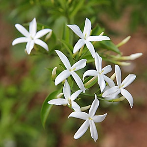 Jasmine Black Tea