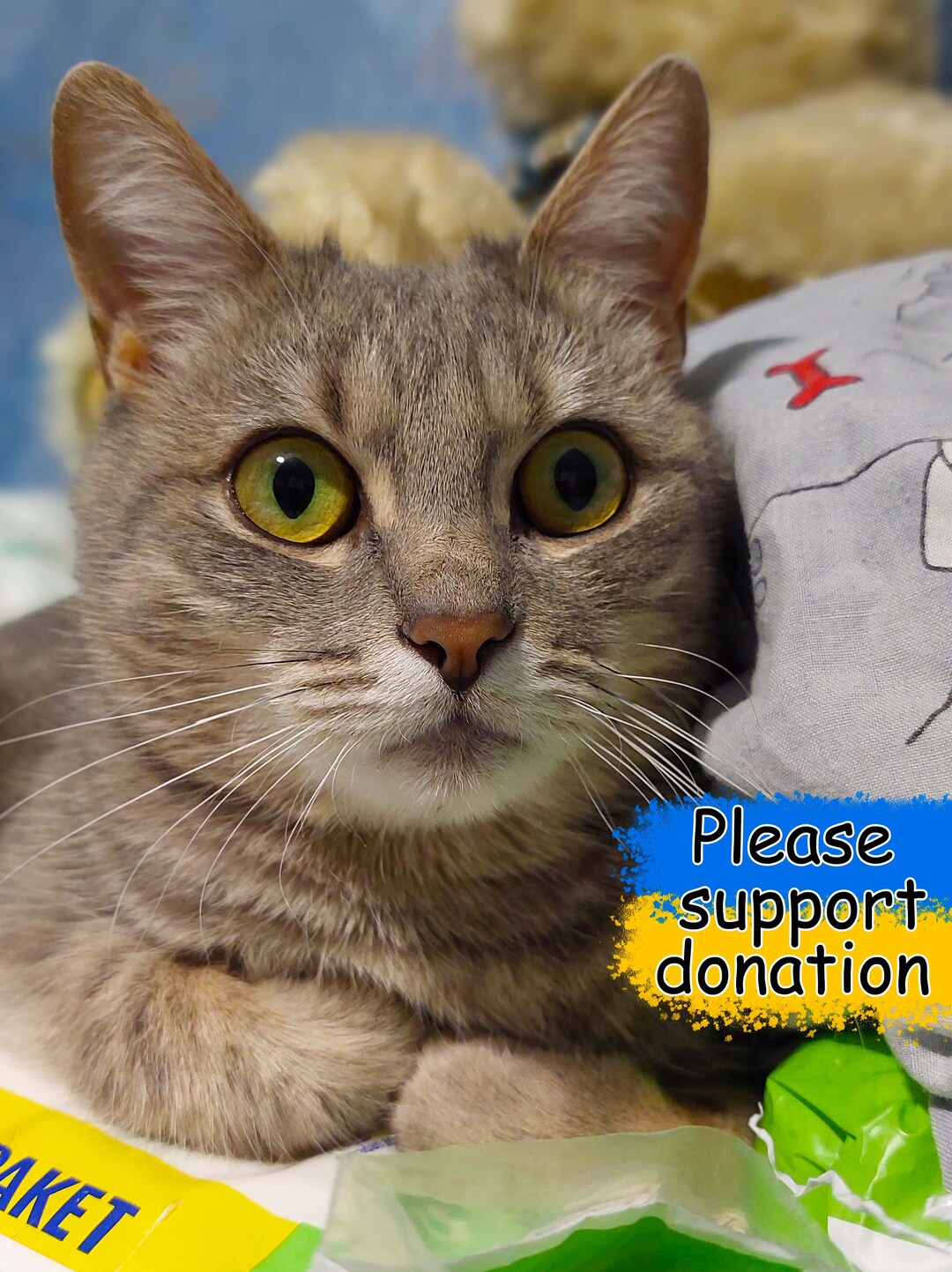Support Ukrainian Pets. Save Animals. Ukraine Cat Postcard. Digital