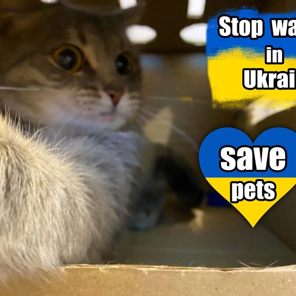 Ukraine cat Musya, Ukrainian postcard, Ukraine shops, Save Ukraine animals, Pray for Ukraine, Ukraine animals, Digital file from Ukraine,