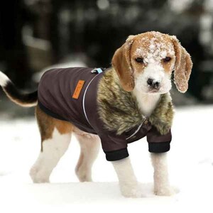 Dog 2025 pilot jacket