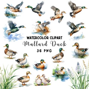 Watercolor Mallard Duck Clipart, Duck Clipart, Duck Png, Birthday Party Invitation, Mallard Duck Clipart, Digital Illustration Wild Duck