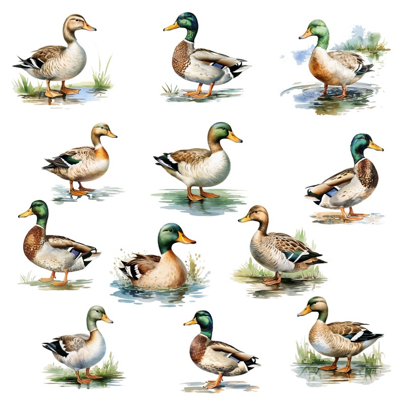 Watercolor Mallard Duck Clipart: Wild Duck PNG (digital Download) - Etsy