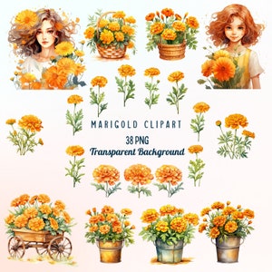 Watercolor Marigold Flower clipart, Marigold Clipart Pack, Orange Watercolor Flowers, orange marigold, floral cute girl, Bundle for Birthday