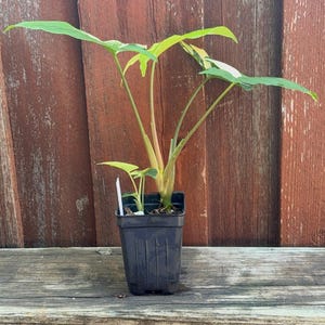 Syngonium Albo Plant Podophyllum Albo Plant Rare Houseplant Variegated plant Variegatum, Fully Rooted Live Arrowhead Plant Organic Plant