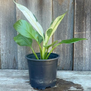 Organic Variegated Spathiphyllum Picasso Peace Lily Plant Chunky Big White Variegation Evergreen Blooming Houseplant Tropical live