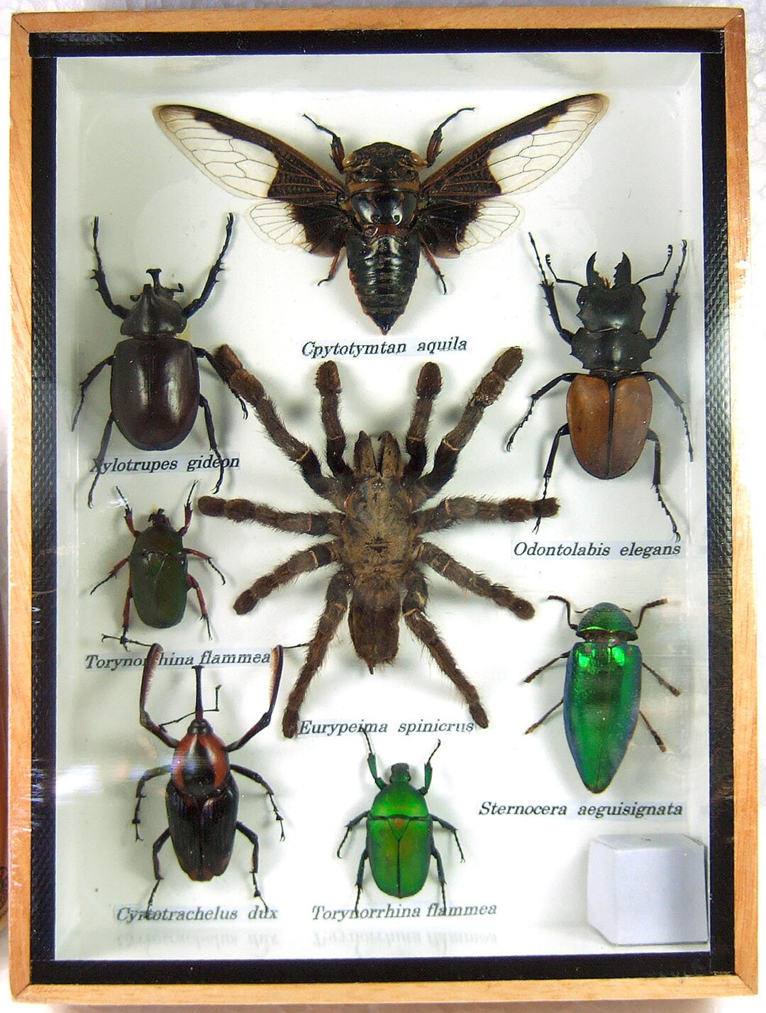Mix Real Beetle Insect Bug Taxidermy Entomology Display Wood Box Case ...