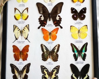 Vintage 15 Echte Schmetterling Insekt Bug Taxidermy Doppelglas Display Holz Box Fall gerahmt Wohnkultur Sammlung Geschenk Wandbehang Sammlerstück