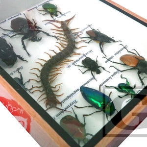 Mix Real Beetle Insect Bug Taxidermy Entomology Display Wood Box Case ...