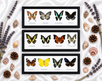 Mix Vintage 4 Real Butterfly Bug Insect Taxidermy Display Wood Box Case Framed Home Decor Collection Gift Wall Hanging Collectible Set x 3