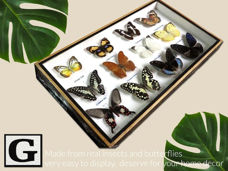 Mix Vintage 12 Real Butterfly Insect Bug Taxidermy Display Wood Box ...