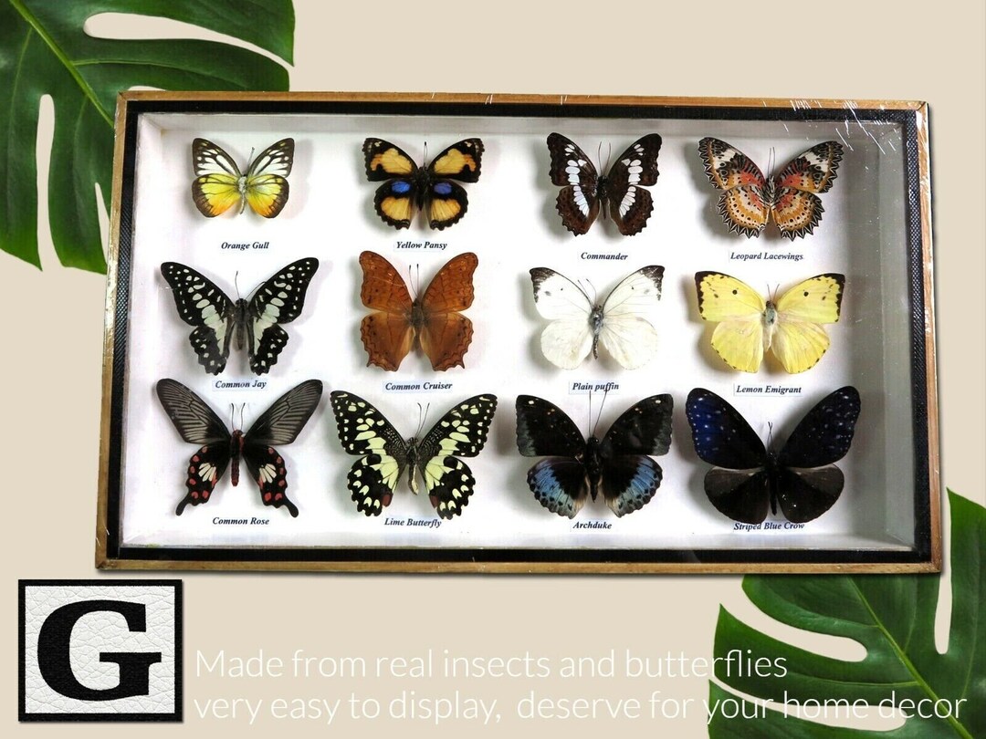 Mix Vintage 12 Real Butterfly Insect Bug Taxidermy Display Wood Box ...