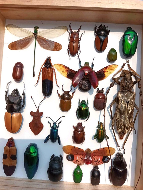 Mix Real Beetle Insect Bug Taxidermy Entomology Display Wood Box