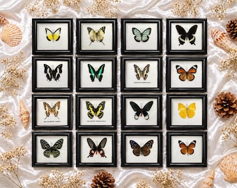 16 x Mix Vintage Real Butterfly Insect Bug Taxidermy Display Wood Box Case Framed Decor Collection Gift Wall Hanging Collectible Set