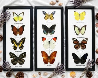 Mix Vintage 4 Real Butterfly Insect Bug Taxidermy Display Wood Box Case Framed Decor Home Decor Collection Gift Wall Hanging Collectible Set x 3