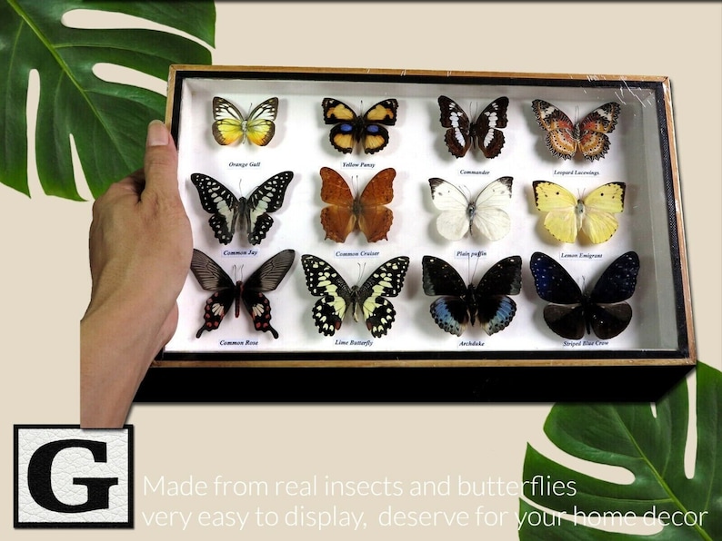 Mix Vintage 12 Real Butterfly Insect Bug Taxidermy Display Wood Box ...