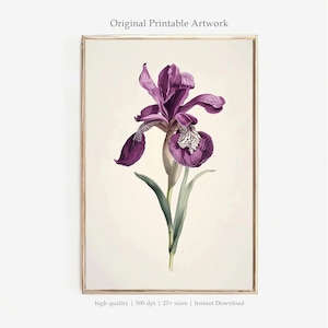 Purple Iris PRINTABLE Art | Vintage Botanical Flower Illustration | Classic Floral Wall Decor | Iris Print