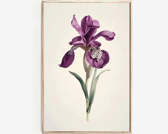 Purple Iris PRINTABLE Art | Vintage Botanical Flower Illustration | Classic Floral Wall Decor | Iris Print