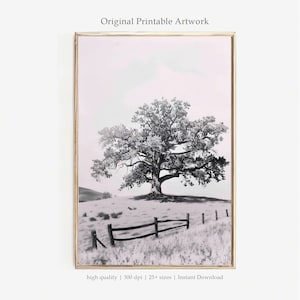 May include: A black and white photograph of a large tree with a wooden fence in the foreground. The tree is in a field with a light pink sky in the background.