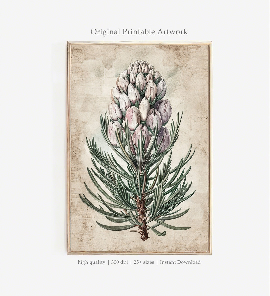 Antique Tulip PRINTABLE Art | Botanical Illustration | Vintage Floral ...