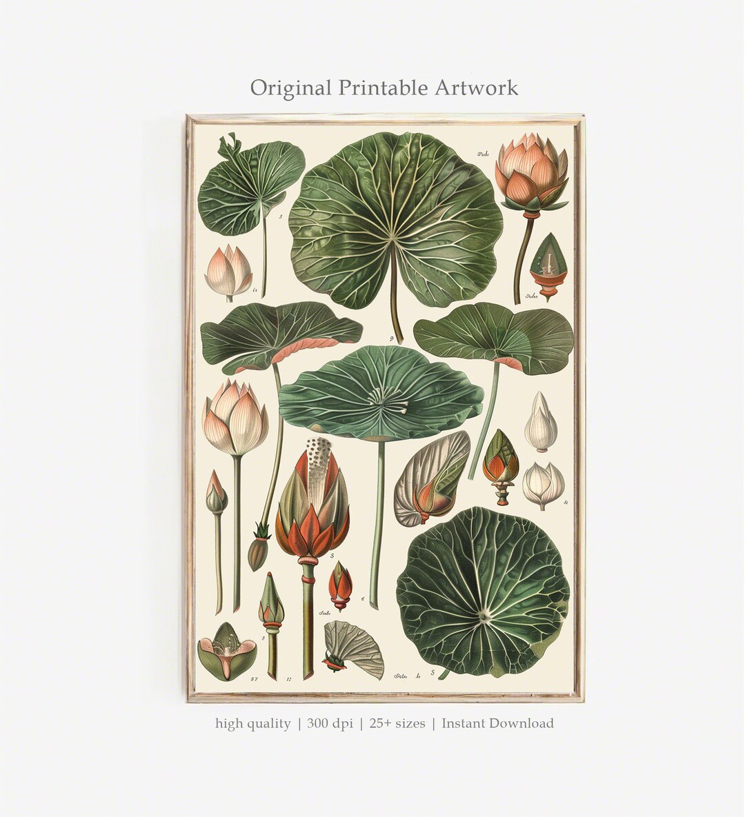 Vintage Lotus PRINTABLE Art | Botanical Illustration Wall Art | Antique ...