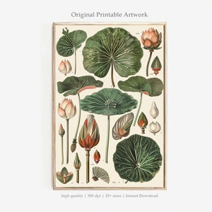 Arte IMPRIMIBLE de loto vintage / Arte de pared de ilustración botánica / Impresión digital de ciencia floral antigua / Impresión de plantas científicas