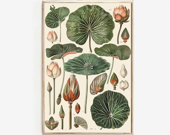 Vintage Lotus PRINTABLE Art | Botanical Illustration Wall Art | Antique Floral Science Digital Print | Science Plant Print