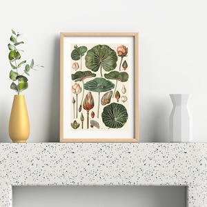 May include: Botanical print featuring detailed illustrations of lotus flowers, leaves, and buds in various stages of growth. The artwork is framed in a light wood frame and displayed on a white surface. A gold vase and a white geometric vase are also present.