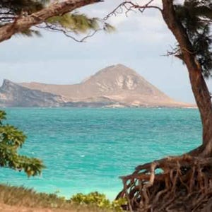 May include: A view of a small island with a rocky peak, seen from a beach with a large tree with exposed roots in the foreground. The water is a vibrant turquoise blue.
