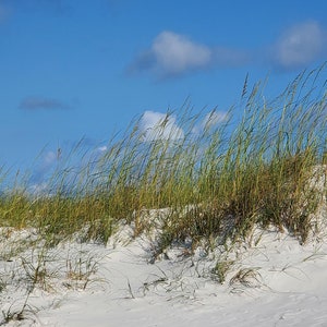 Sea Oats on White Sand – Destin Florida Beach Wall Art, Coastal Photography Print