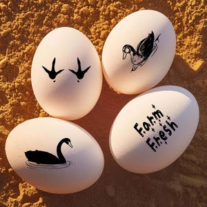 Egg Stamps - Promotions - Mix and Match - Farm Fresh Egg Stamps - Egg Stamps - Backyard Chickens - Egg Carton Stamps - Farm Experts
