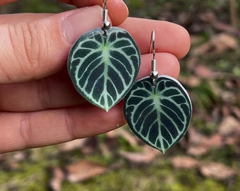 Anthurium (SKG Silver X Red Crystallinum) X Anthurium Dorayaki