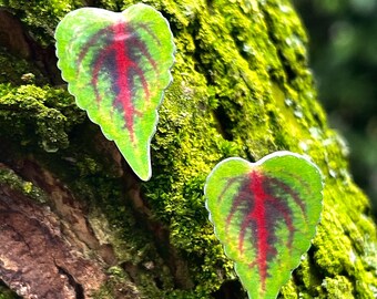 Orecchini a Bottone con Foglie di Coleus Verde Gioiello con Piante Tropicali per Lei