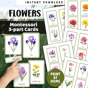 Pode incluir: Um conjunto de cartões de flores Montessori de 3 partes. Os cartões apresentam ilustrações em aquarela de várias flores, incluindo íris, jacinto e botão-de-ouro. O texto "FLOWERS" e "Montessori 3-part Cards" são exibidos no topo. O texto "PRINT AT HOME" também é visível.